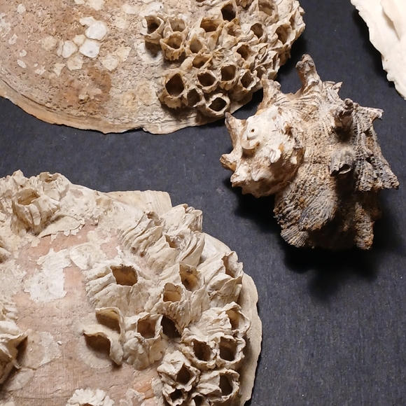 Iridescent Abalone Shell - Picture 3 of 15